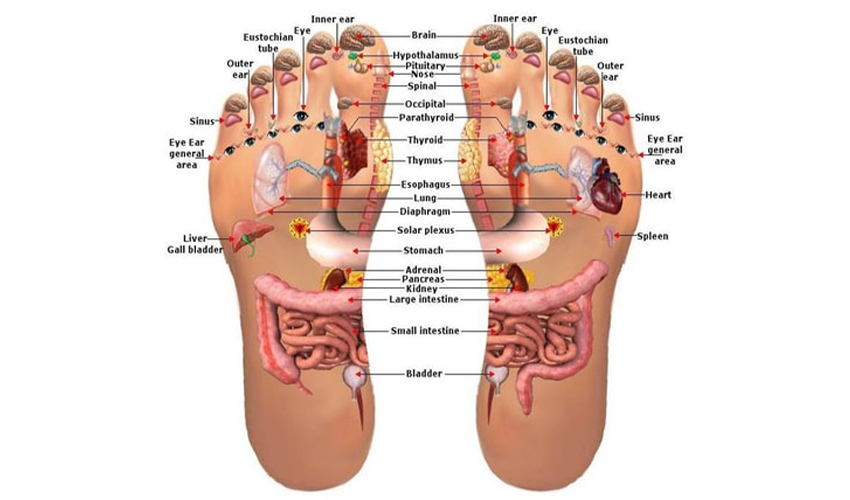 Zona Titik Refleksi Kaki yang Berpengaruh pada Organ Tubuh 6 panduan-tentang-pijat-refleksi-kaki
