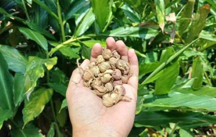 Manfaat yang Tersembunyi di Dalam Rimpang Kapulaga 3 Tak Cuma Biji, Ini Deretan Manfaat yang Tersembunyi di dalam Rimpang Kapulaga